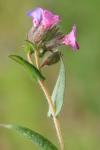 Pulmonaria longifolia