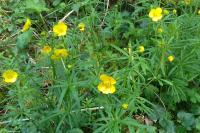 Ranunculus auricomus
