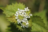 Alliaria petiolata