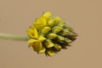 Medicago lupulina