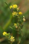 Trifolium dubium