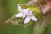 Sherardia arvensis