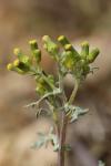 Senecio vulgaris