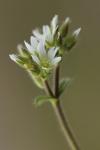 Cerastium glomeratum