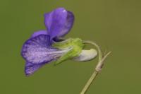 Viola riviniana