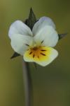 Viola arvensis