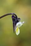 Viola arvensis