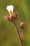 Saxifraga granulata