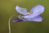Viola reichenbachiana