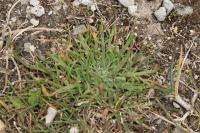 Plantago coronopus