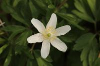 Anemone nemorosa