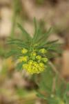 Euphorbia cyparissias