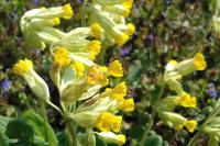 Primula veris