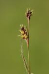 Luzula campestris