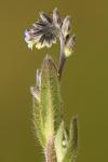 Myosotis discolor