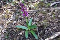 Orchis mascula