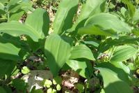 Polygonatum multiflorum