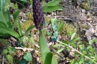 Orchis purpurea