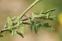 Sisymbrium officinale