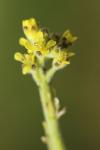Sisymbrium officinale