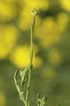 Sisymbrium officinale