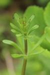 Galium aparine