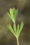 Galium aparine