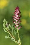 Fumaria officinalis