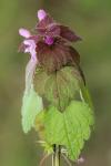 Lamium purpureum