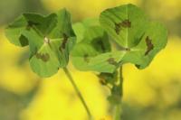 Medicago arabica