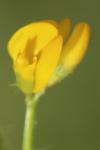 Medicago arabica