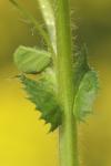 Medicago arabica