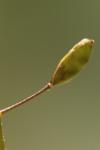 Draba muralis