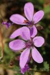 Erodium cicutarium