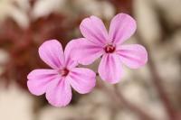 Geranium robertianum