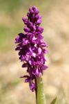 Orchis mascula