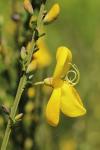 Cytisus scoparius