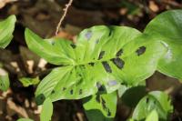 Arum maculatum