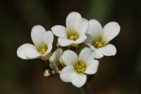 Saxifraga granulata