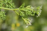 Scandix pecten-veneris