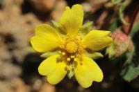 Potentilla verna
