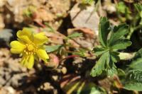 Potentilla verna