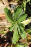 Potentilla verna