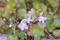 Cymbalaria muralis