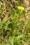 Doronicum plantagineum
