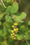 Berberis vulgaris