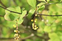 Berberis vulgaris