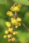 Berberis vulgaris