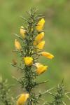 Ulex europaeus
