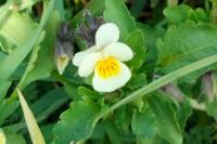 Viola arvensis